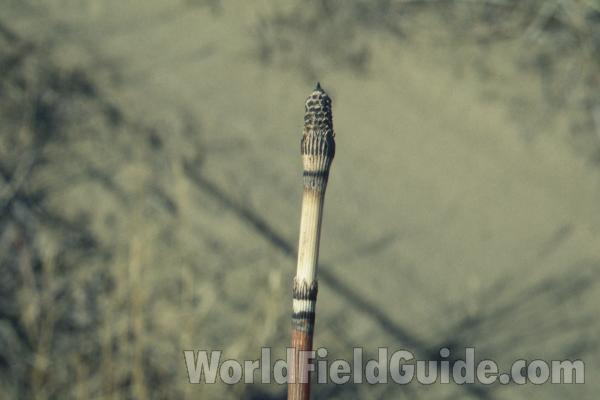 Stalk<br>(Location of Picture: Wenatchee, Washington, USA)