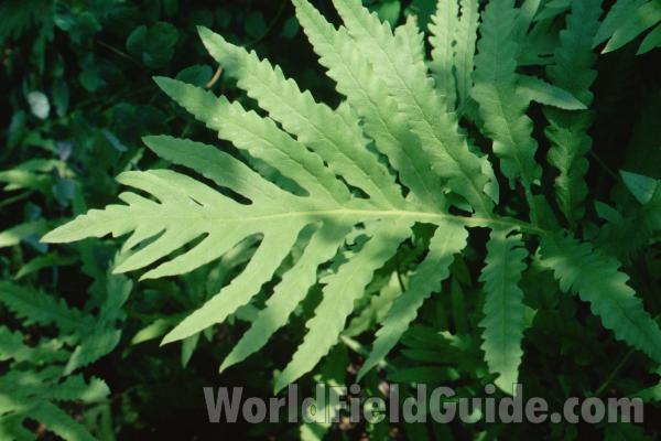 Frond<br>(Location of Picture: CHS, Glencoe, Illinois)
