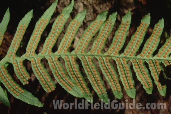 Frond<br>(Location of Picture: Swift Creek, Washington, USA)