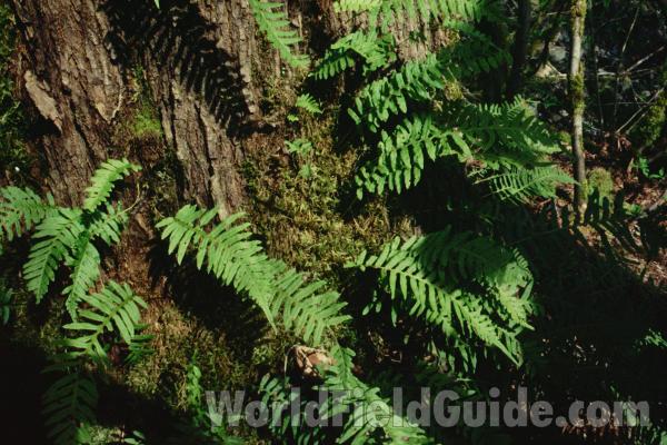 Habitat<br>(Location of Picture: Swift Creek, Washington, USA)