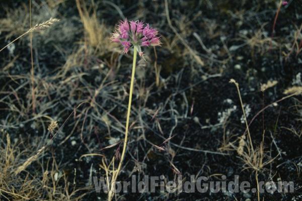 Flowers<br>(Location of Picture: Cle Elm, Washington, USA)