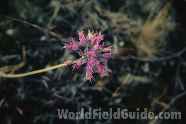 Flowers<br>(Location of Picture: Cle Elm, Washington, USA)