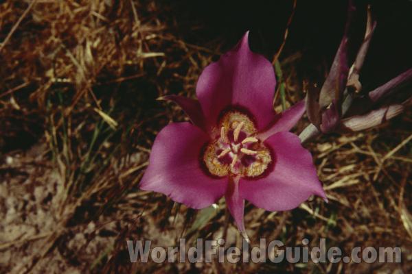Flower - Front View<br>(Location of Picture: Okanogan, Washington, USA)