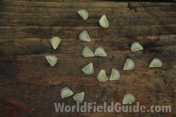 Seeds<br>(Location of Picture: Okanogan, Washington, USA)
