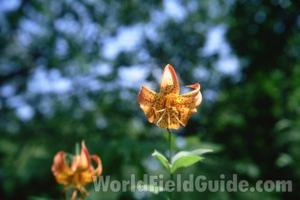Flower<br>(Location of Picture: Glencoe Botanic Garden, Illinois)