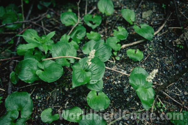 Habitat View<br>(Location of Picture: Blewitt Pass, Wa, USA)