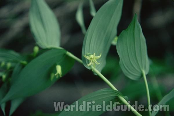 Top Of Plant in  Bloom<br>(Location of Picture: Beaver Lake, Wa, USA)