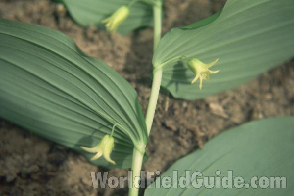 Leaf and Stem<br>(Location of Picture: Beaver Lake, Wa, USA)