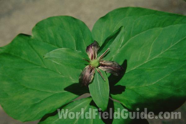 Top Of Plant in  Bloom<br>(Location of Picture: Browns Lake, Wa, USA)