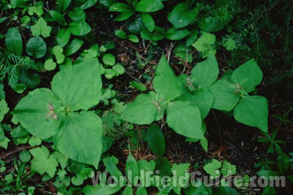 Habitat<br>(Location of Picture: Browns Lake, Wa, USA)