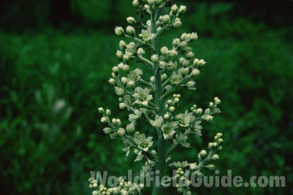 Top Of Plant in  Bloom<br>(Location of Picture: Blewitt Pass, Washington, USA)