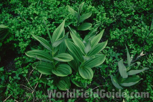 Habitat<br>(Location of Picture: Blewitt Pass, Washington, USA)