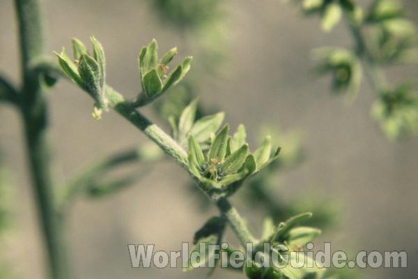 Flowers<br>(Location of Picture: Slate Peak, Washington, USA)