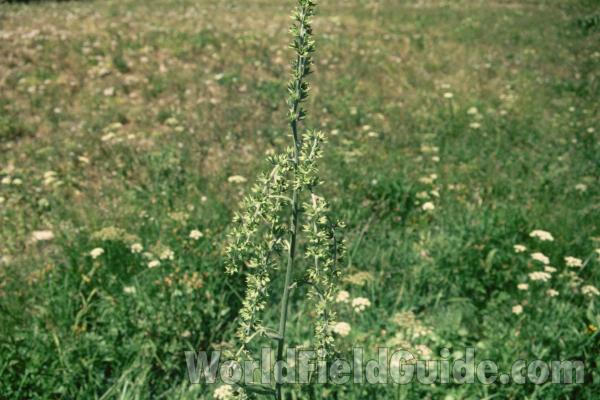 Top Of Plant<br>(Location of Picture: Slate Peak, Washington, USA)
