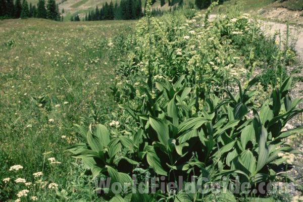 Habitat<br>(Location of Picture: Slate Peak, Washington, USA)