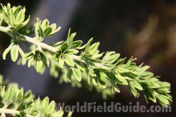 Raceme<br>(Location of Picture: Loup Loup, Washington, USA)