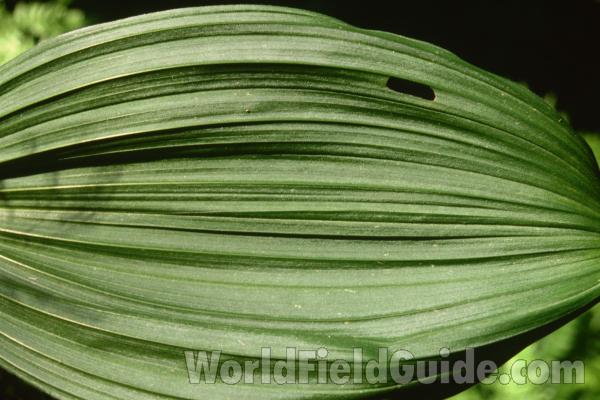 Leaf<br>(Location of Picture: Loup Loup, Washington, USA)