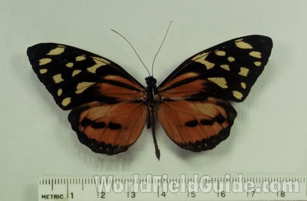 Mounted - Dorsal View<br>(Origin of the Specimen: Oaxaca, Sept 1968)