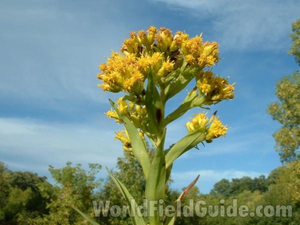 Flowers<br>(Location of Picture: Grant Woods, Illinois, USA)