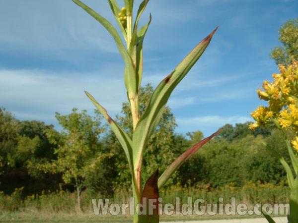 Stem and Leaves<br>(Location of Picture: Grant Woods, Illinois, USA)