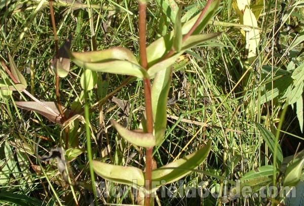 Stem and Leaves<br>(Location of Picture: Grant Woods Fp, Illinois, USA)