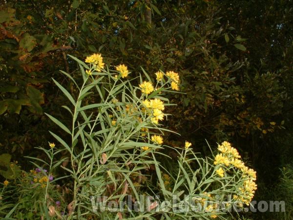 Silhouette/Top of Plant in Bloom<br>(Location of Picture: Stearn's Woods, Sept 3, 2013)<br>(Location of Picture: Grant Woods, Illinois, USA, 2003)