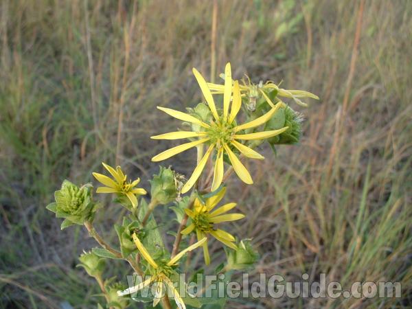 Flower<br>(Location of Picture: Grant Woods, Illinois, USA)