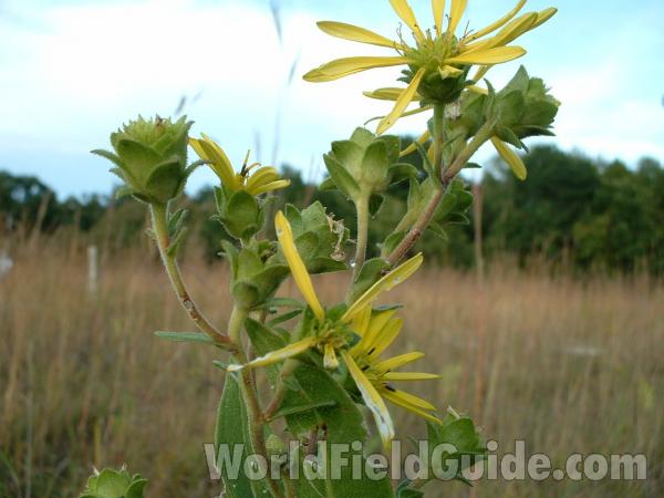 Heads<br>(Location of Picture: Grant Woods, Illinois, USA)