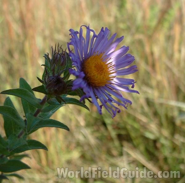 Top Of Plant<br>(Location of Picture: Illinois, USA)