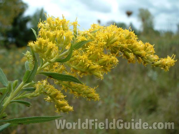 Flowers<br>(Location of Picture: Grant Fp, Lake Co, Illinois, USA)