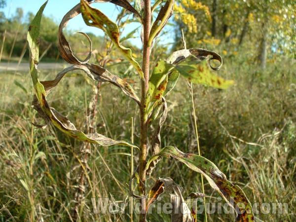 Fall Stem<br>(Location of Picture: Grant Fp, Lake Co, Illinois, USA)