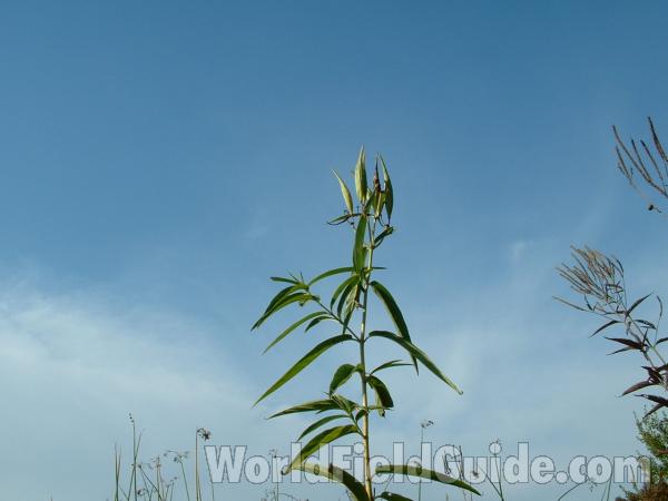Top Of Plant<br>(Location of Picture: Grant Fp, Lake Co, Illinois,  usa)