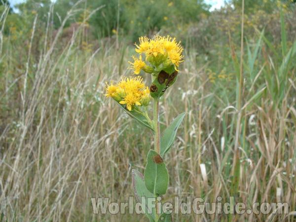 Top Of Plant<br>(Location of Picture: Grant Woods, North Illinois, USA)