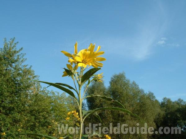 Top Of Plant<br>(Location of Picture: Grant Woods, Illinois, USA)