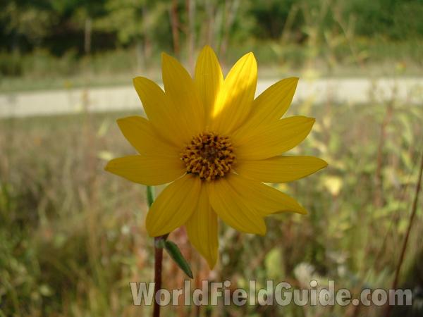 Flower<br>(Location of Picture: Grant Woods, Lake Co, Illinois, USA)