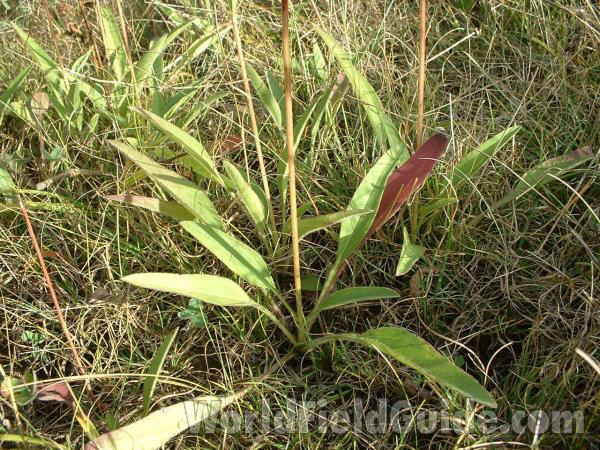 Naked Upper Stem<br>(Location of Picture: Grant Woods, Lake Co, Illinois, USA)
