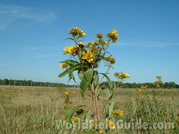 Top Of Plant<br>(Location of Picture: Near Clc, Lake County, Illinois)