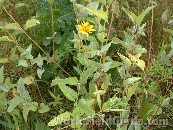 Habitat<br>(Location of Picture: Near CLC, Lake County, Illinois, US)