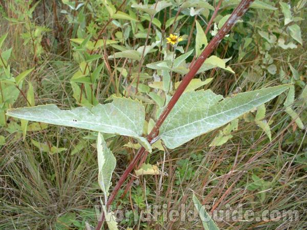 Stem and Leaves<br>(Location of Picture: Near CLC, Lake County, Illinois, US)