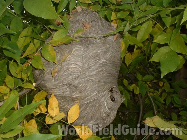 Entire Nest<br>(Location of Picture: Grant Woods, Illinois, USA)