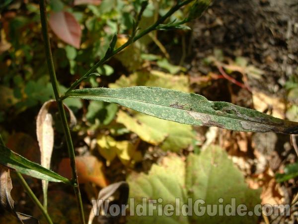 Leaf<br>(Location of Picture: Zion Beach,  Illinois, USA, Oct '03)