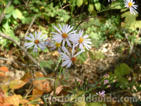 Flowers<br>(Location of Picture: Zion Beach,  Illinois, USA, Oct '03)