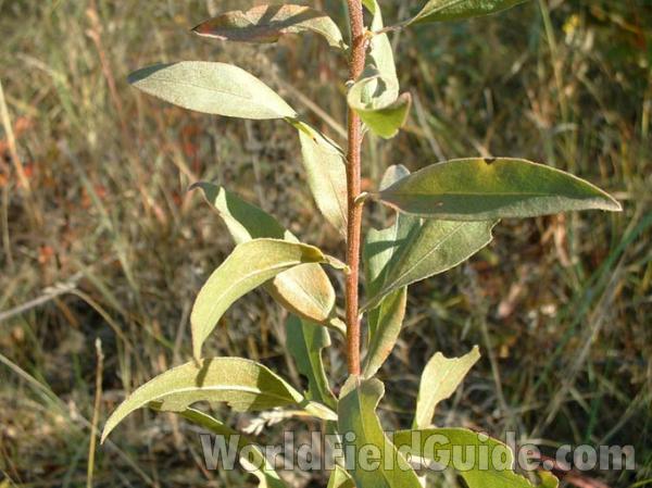 Leaves and Stem<br>(Location of Picture: Zion, Illinois, USA, October 2003)