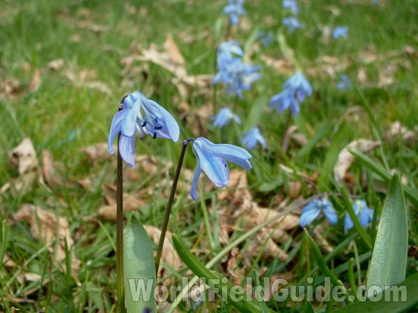 In Lawn<br>(Location of Picture: Round Lake, Il, USA, Spring 2004)