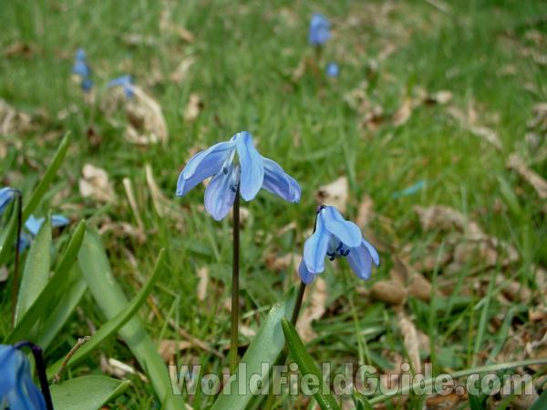 Flowers<br>(Location of Picture: Round Lake, Il, USA, Spring 2004)