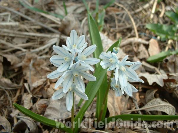 Silhouette<br>(Location of Picture: Round Lake Garden, Il, USA, April)