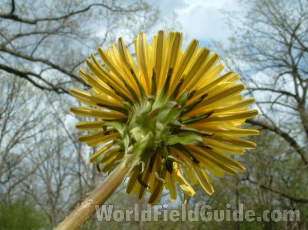 Back View Flower<br>(Location of Picture: Round Lake, Illinois, USA)