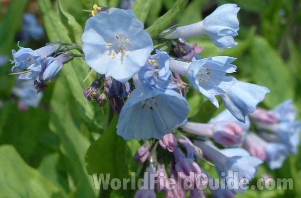 Flower - Closest View<br>(Location of Picture: Round Lake, Illinois, USA, 2004)