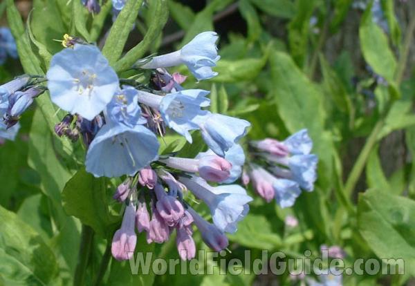 Flower - Close View<br>(Location of Picture: Round Lake, Illinois, USA, 2004)