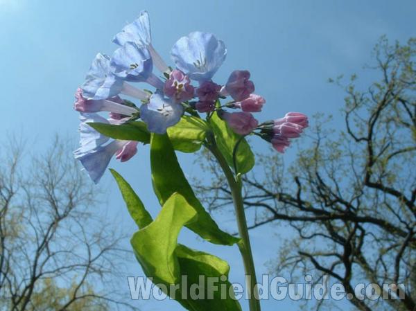 Flower - Against Sky<br>(Location of Picture: Round Lake, Illinois, USA, 2004)